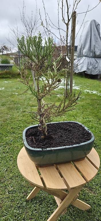 Pflanzen & Samen: Sequoia sempervirens Bonsai – Gebraucht aus Pfaffnau von Hawaiano
