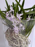 Neostylis Lou Sneary Blue bird Orchid*mit Glasvase*****