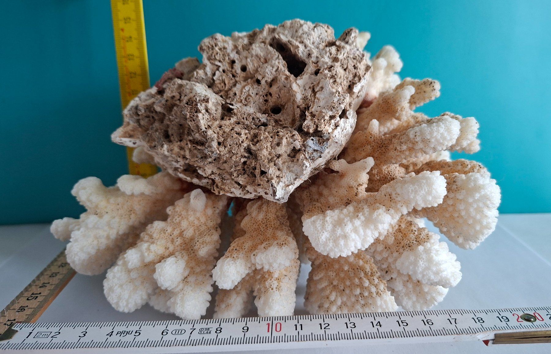 Tutte le decorazioni: Grosse Fossil Deko – Usato da Opfikon venduto da Diversamente 6