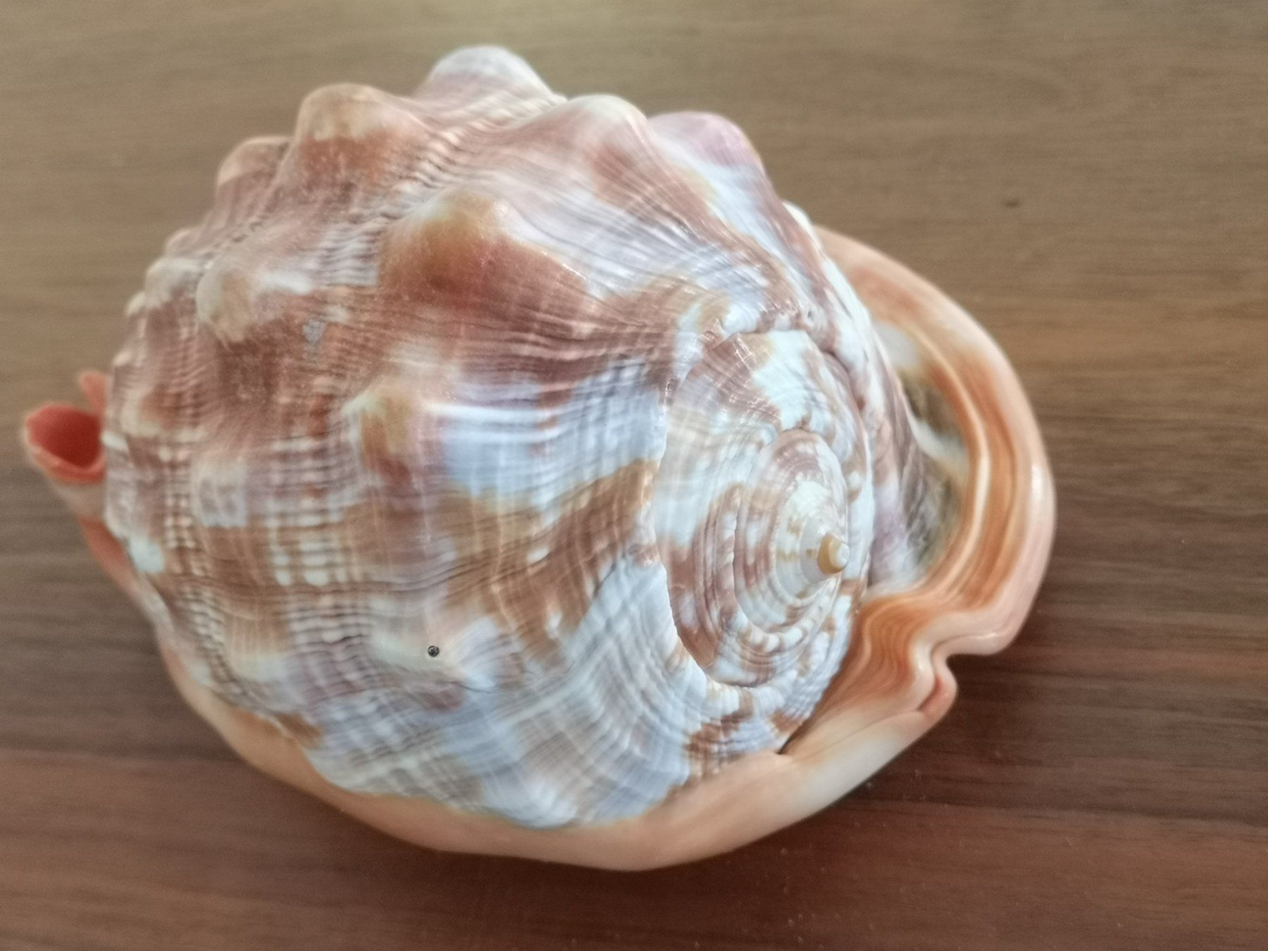 Fossili: Cassis Rufa Cassis Cornuta - Schnecke Sea Shell 14x10cm Cebu – Usato da Kloten venduto da Asiatica 3