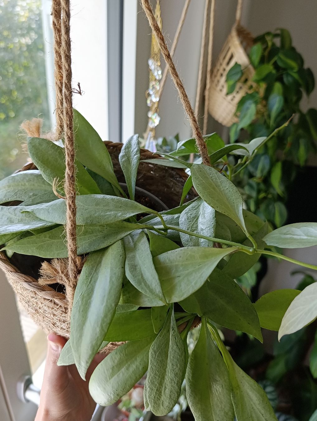 Pflanzen & Samen: Hoya Nicholsoniae New Guinea Ghost – Neu (gemäss Beschreibung) aus Baar von L.isa28 3