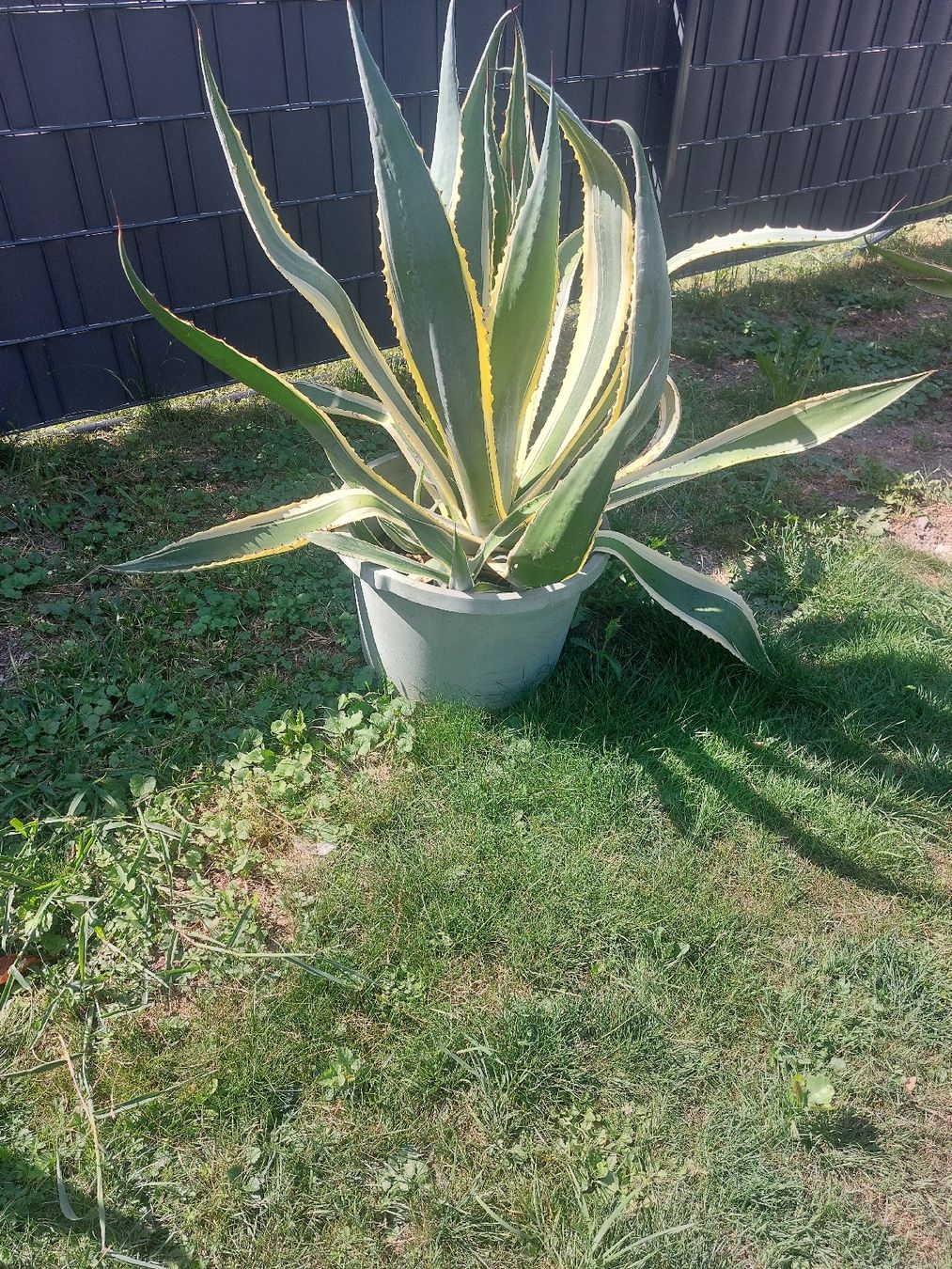 Plantes & graines: Riesen grosse Algarve – D'occasion à Landquart par Cedes 2