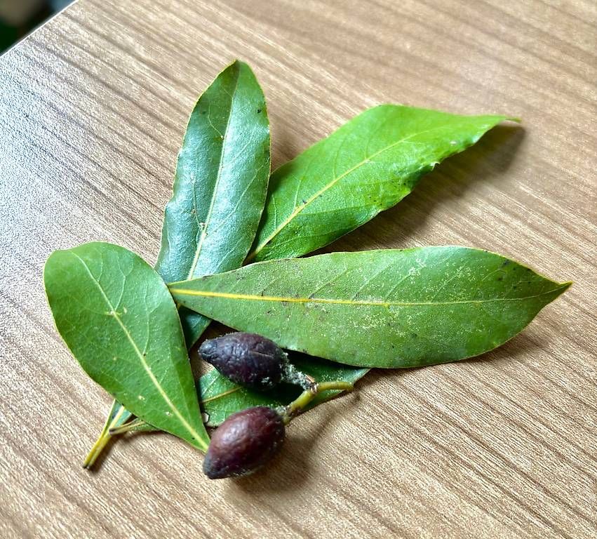 Lebensmittel & Spezialitäten: Feuilles de laurier 20 gr. / lorbeerblätter – Neu (gemäss Beschreibung) aus Lausanne von mpampouras 1
