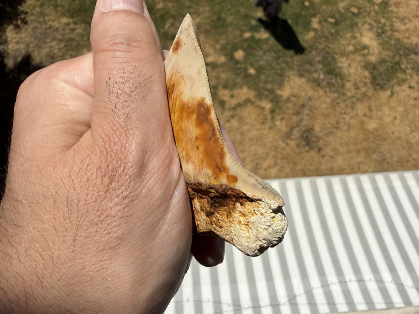 Fossilien: Megalodon Zahn Indonesien – Gebraucht aus schüpfen von rica122 2