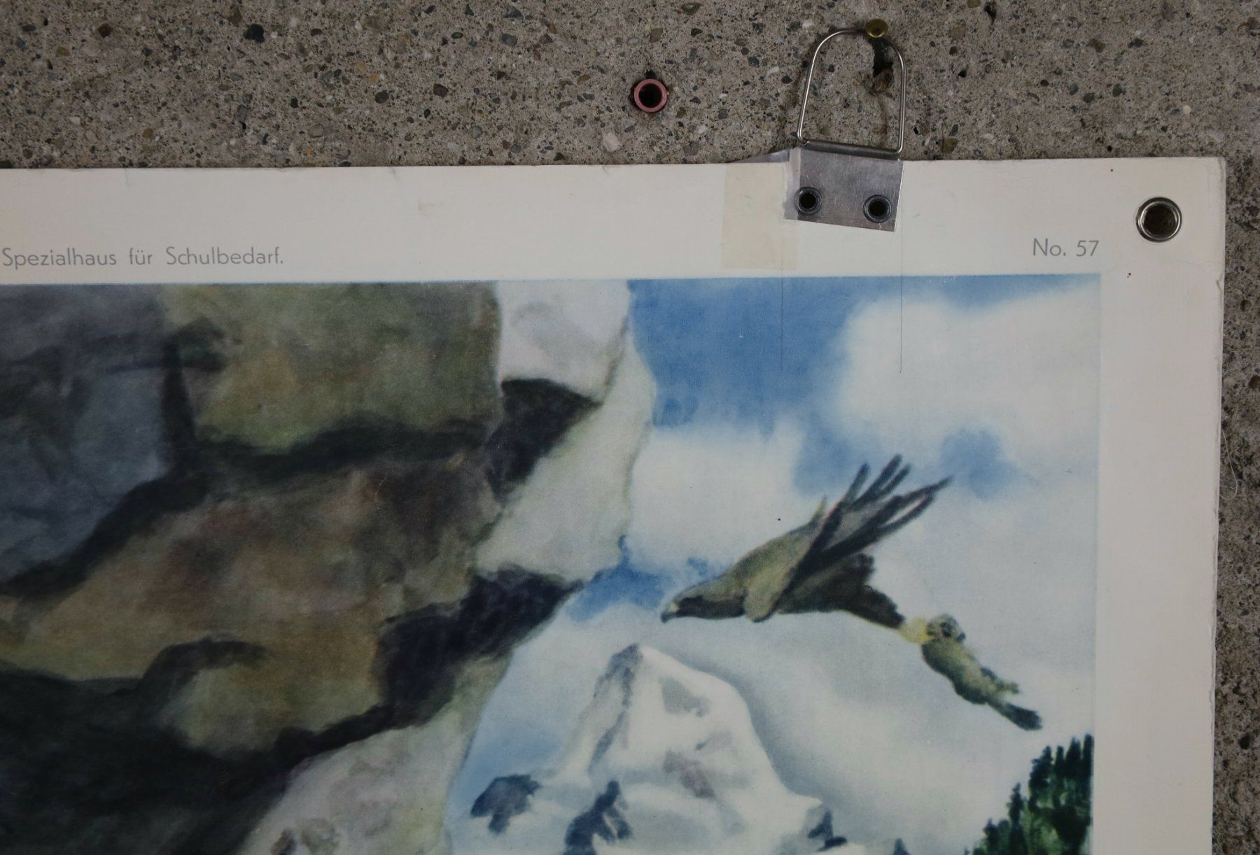 Posters & Illustrations: Schulwandbild, Schulbild "Adler" Robert Hainard – D'occasion à Birrwil par brandschatz_birrwil 4