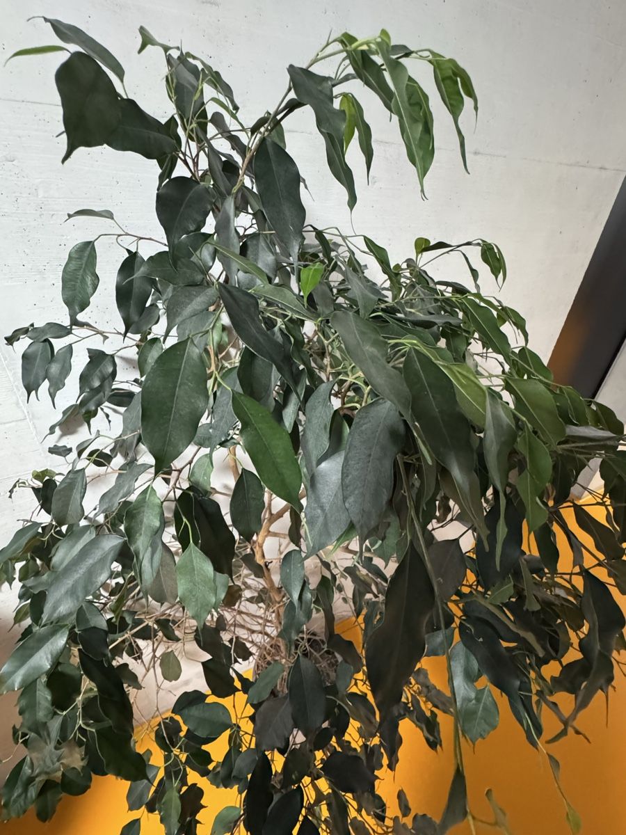 Piante & sementi: Grosser Ficus Benjamina Topfpflanze – Usato da Bern venduto da louclaire 1