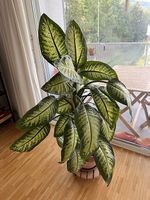 Grosse Dieffenbachia Zimmerpflanze 🪴 130 cm hoch