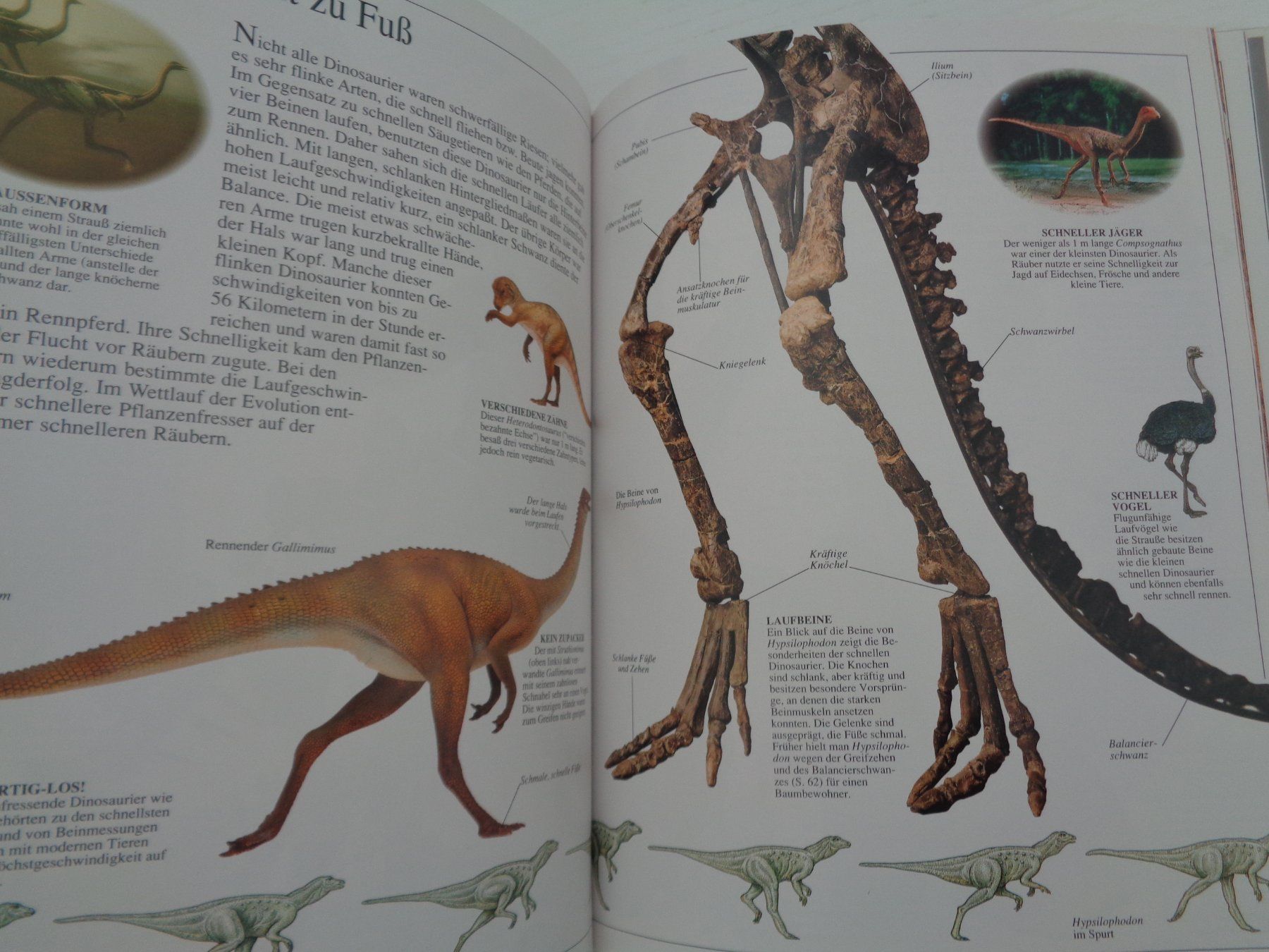 Libri: Dinosaurier - Aufstieg und Niedergang – Usato da Chur venduto da Oregano1 4