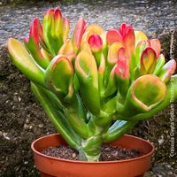 Crassula Ovata Gollum Tricolor - 3-farbiger Geldbaum