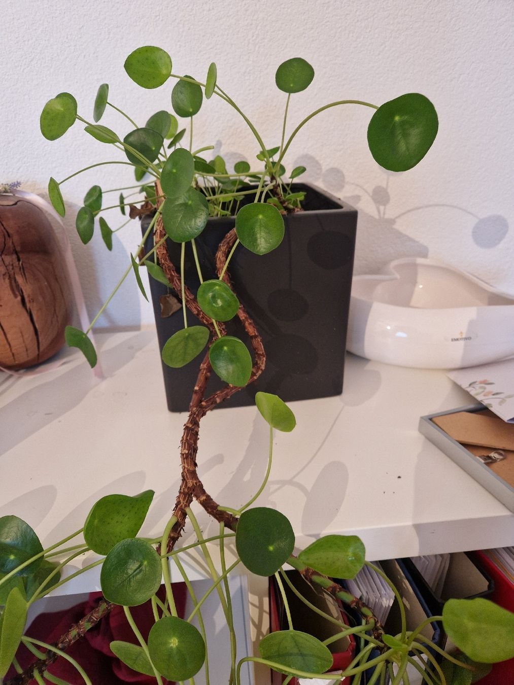 Plantes & graines: Ufopflanze/Glückstalerpflanze – D'occasion à Zumikon par hardm1