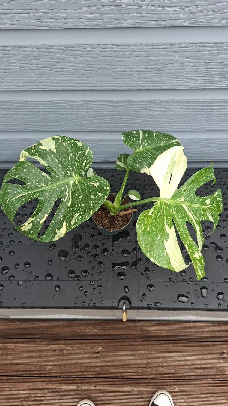 Plantes & graines: Monstera thaï constellation – D'occasion à Les Brenets par glo_267f
