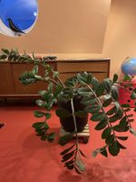 Zamioculcas zamiifolia Pflanze Topf mit Rollen Untersatz