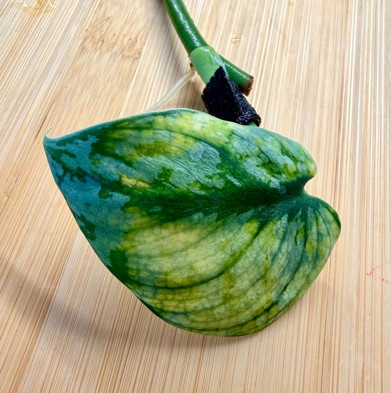 Pflanzen & Samen: Scindapsus bakunawa variegated – Gebraucht aus Kaiseraugst von dka_b97z 1