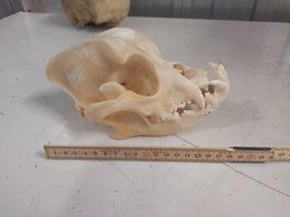 Boxer, Hundeschädel mit Unterkiefer