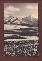DAVOS - Bergfrühling - 1930