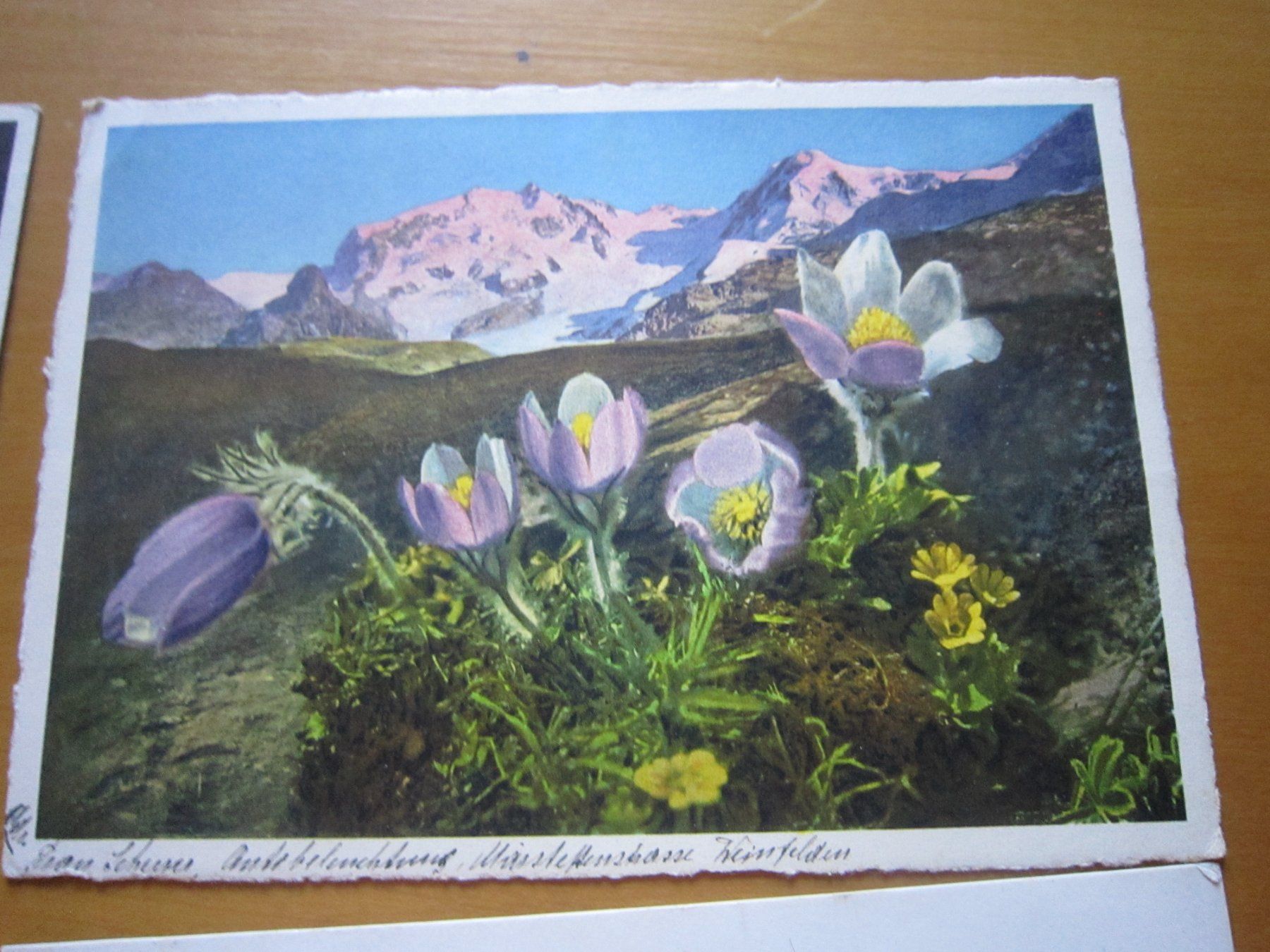 Ansichtskarten: No2 Postkarten Anemonen ab 1934 – Gebraucht aus Gordola von Polentaefung 2