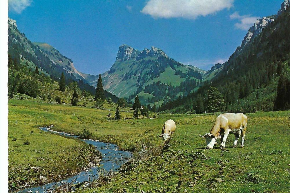 JUSTISTAL Merligen / Sigriswil, Blick zur Sichel; Kühe (A) (Gebraucht ...
