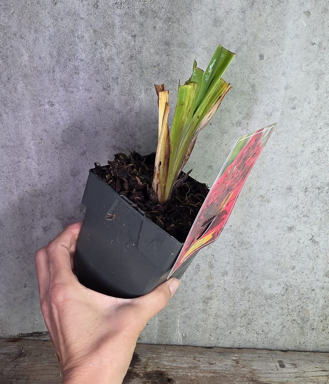 Piante & sementi: Taglilie / Hemerocallis 'Ruby Corsage' – Nuovo (secondo la descrizione) da St.Erhard venduto da Plumilandschweiz 1