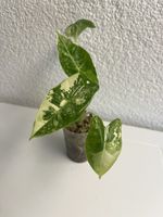 Alocasia Frydek Variegata🌱