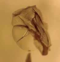 ♥ Baltischer Bernstein / RÄDLI / GEBOHRT /BOTANISCHE INKLUSE