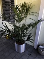 Künstliche Kentina Pflanze