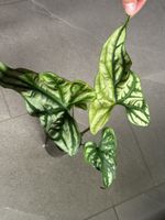 Cerestis mirabilis variegata