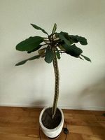 8 Stk. Spuckpalme Samen Euphorbia Leuconeura