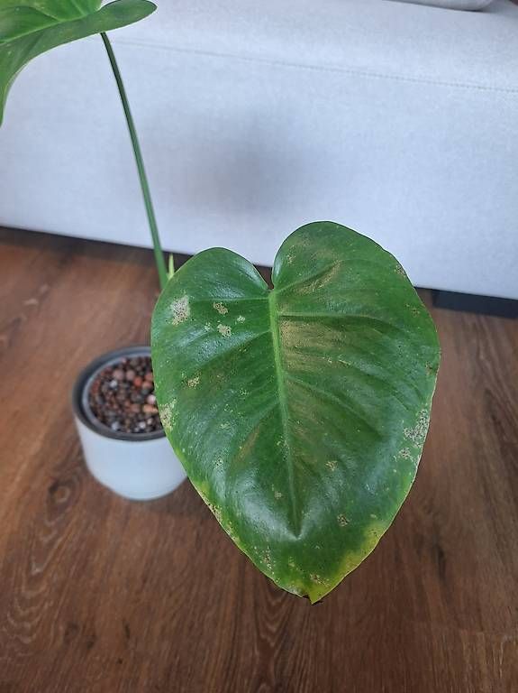 Pflanzen & Samen: Monstera – Gebraucht aus Winterthur von fam_hx 1