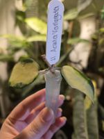 Hoya Acuta Variegata Steckling 
