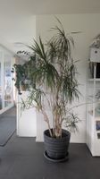 Sehr grosser Drachenbaum Dracaena inklusive Topf