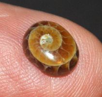 Cabochon L-8574 – Ammonit Fossil Oval 7x9mm