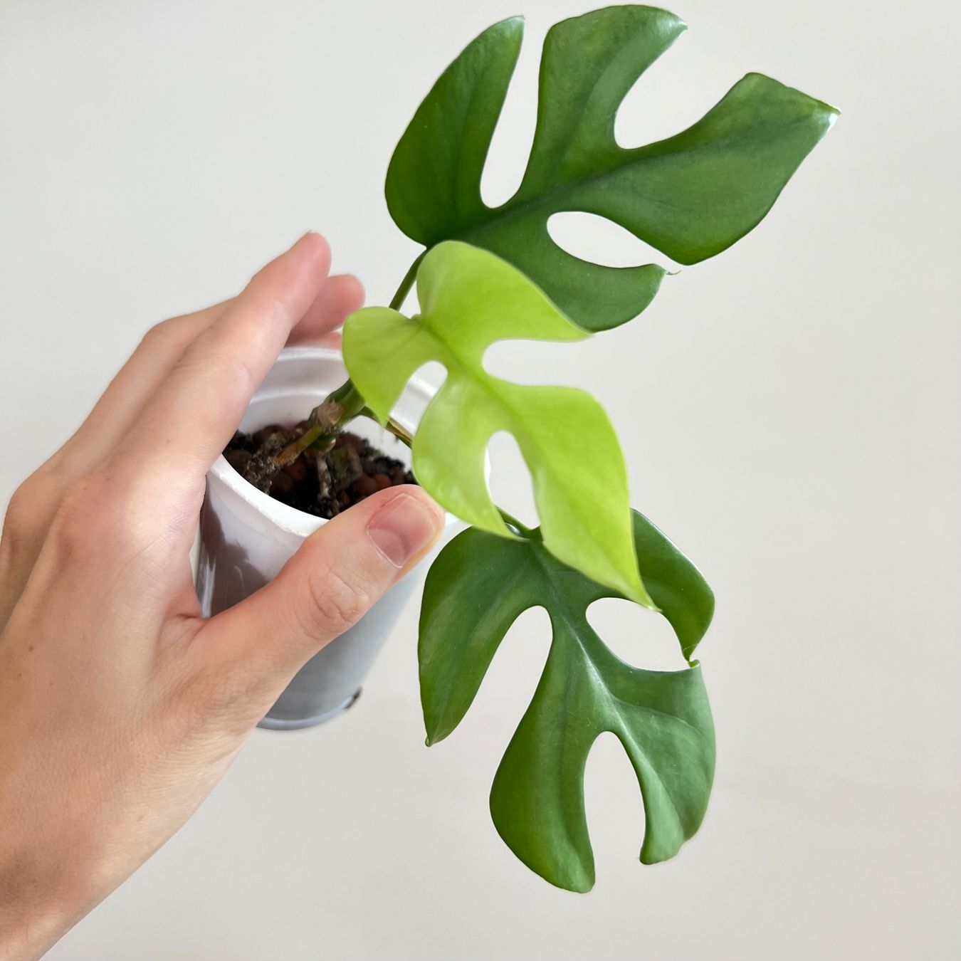 Plantes & graines: Monstera minima – D'occasion à Glattpark(Opfikon) par ste_n99y 2
