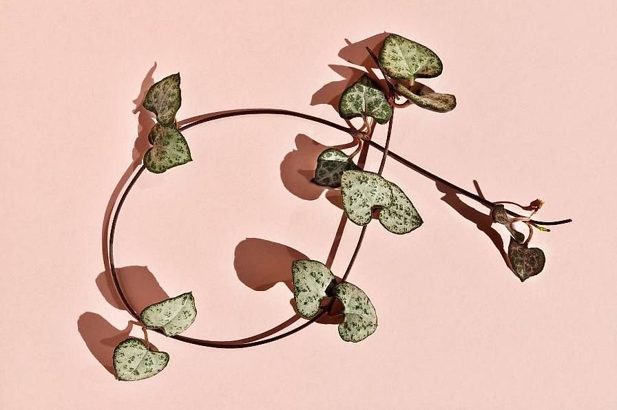 Piante & sementi: String of Hearts Steckling – Usato da Zürich venduto da Caffeinecat 2