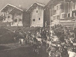 KLOSTERS: Ziegenherde in Aussenweiler vom Dorf ~1910