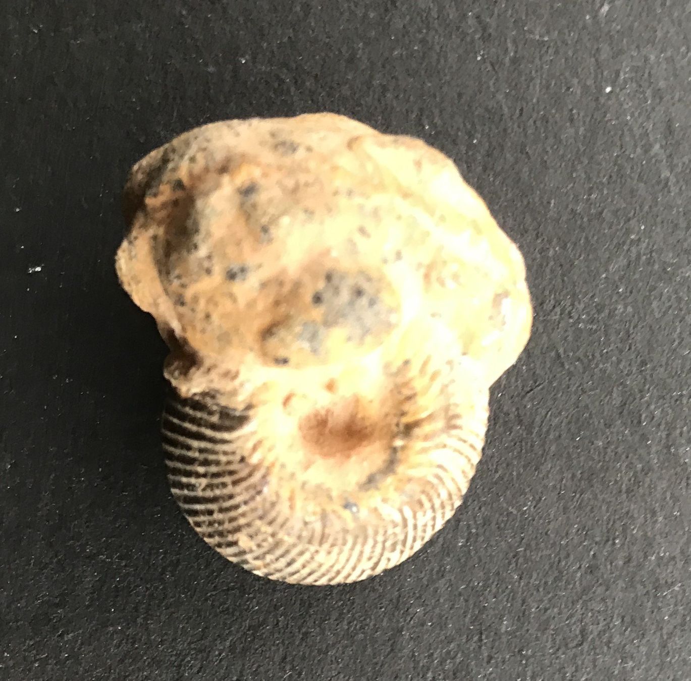 Fossilien: FOSSIL – Gebraucht aus Ostermundigen von Heavenmaus75 3