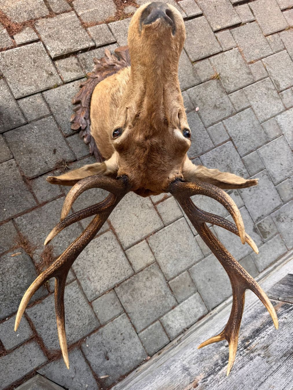 Altre raccolte & rarità: Rothirsch-Trophäe Hirschgeweih Jagdtrophäe – Usato da Ostermundigen venduto da cri_gq5v 1