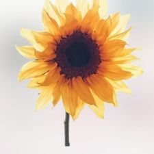 Profile image of semicoma