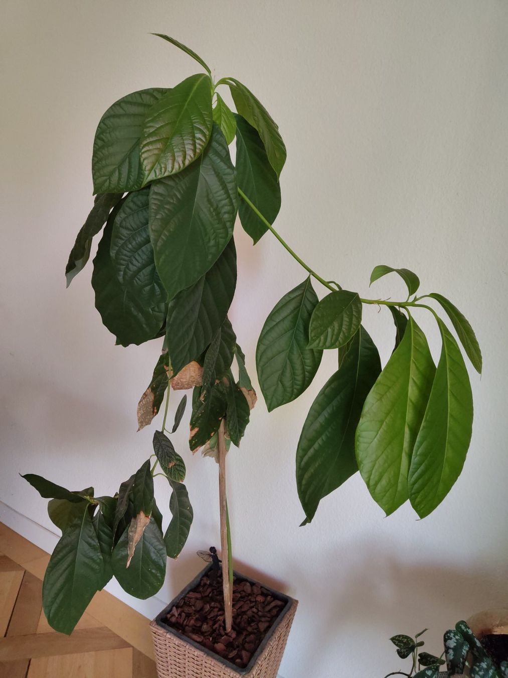 Piante & sementi: Avocado Pflanze im Topf – Usato da Olten venduto da so.bi