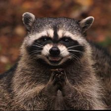 Profile image of Raccoon_88