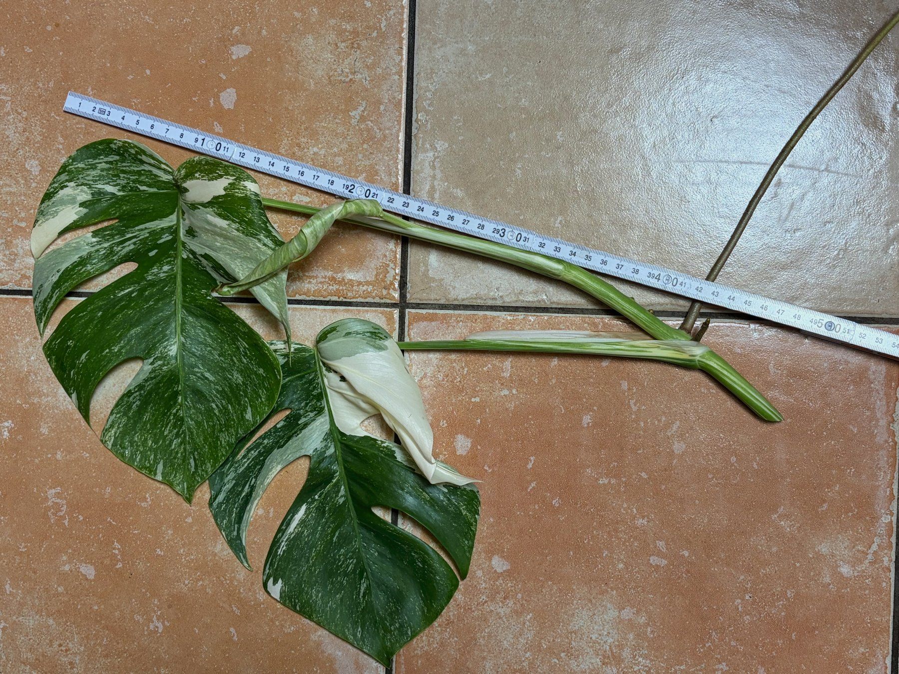 Plantes & graines: Monstera variegata, bewurzelter Steckling – Neuf (Voir description) à Winterthur par Aniger 2