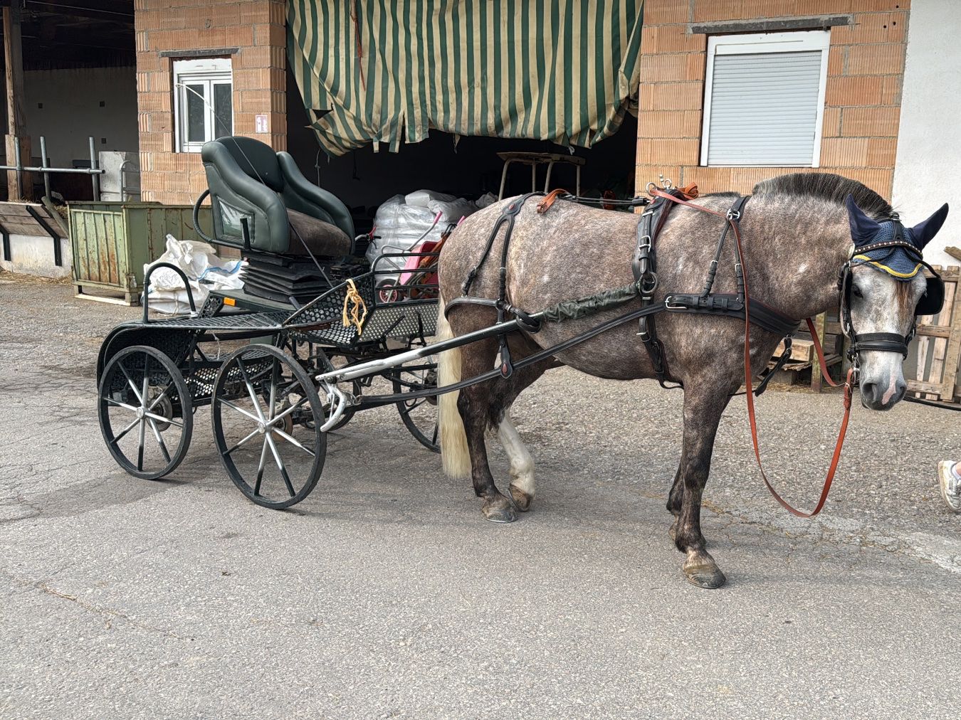 Carrozze: Schöner Einspänner Marathon wagen – Usato da Eglisau venduto da Jel_6bbms 1