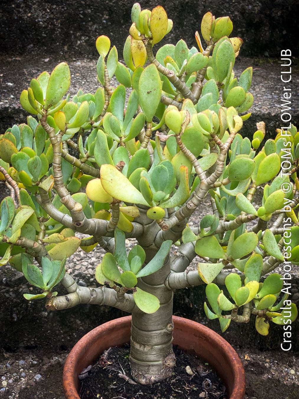 Piante & sementi: Crassula Arborescens - Jadebusch - Bonsai - GeldbaumBäumchen – Nuovo e nell'imballaggio originale da Adliswil venduto da MarkyForest 2