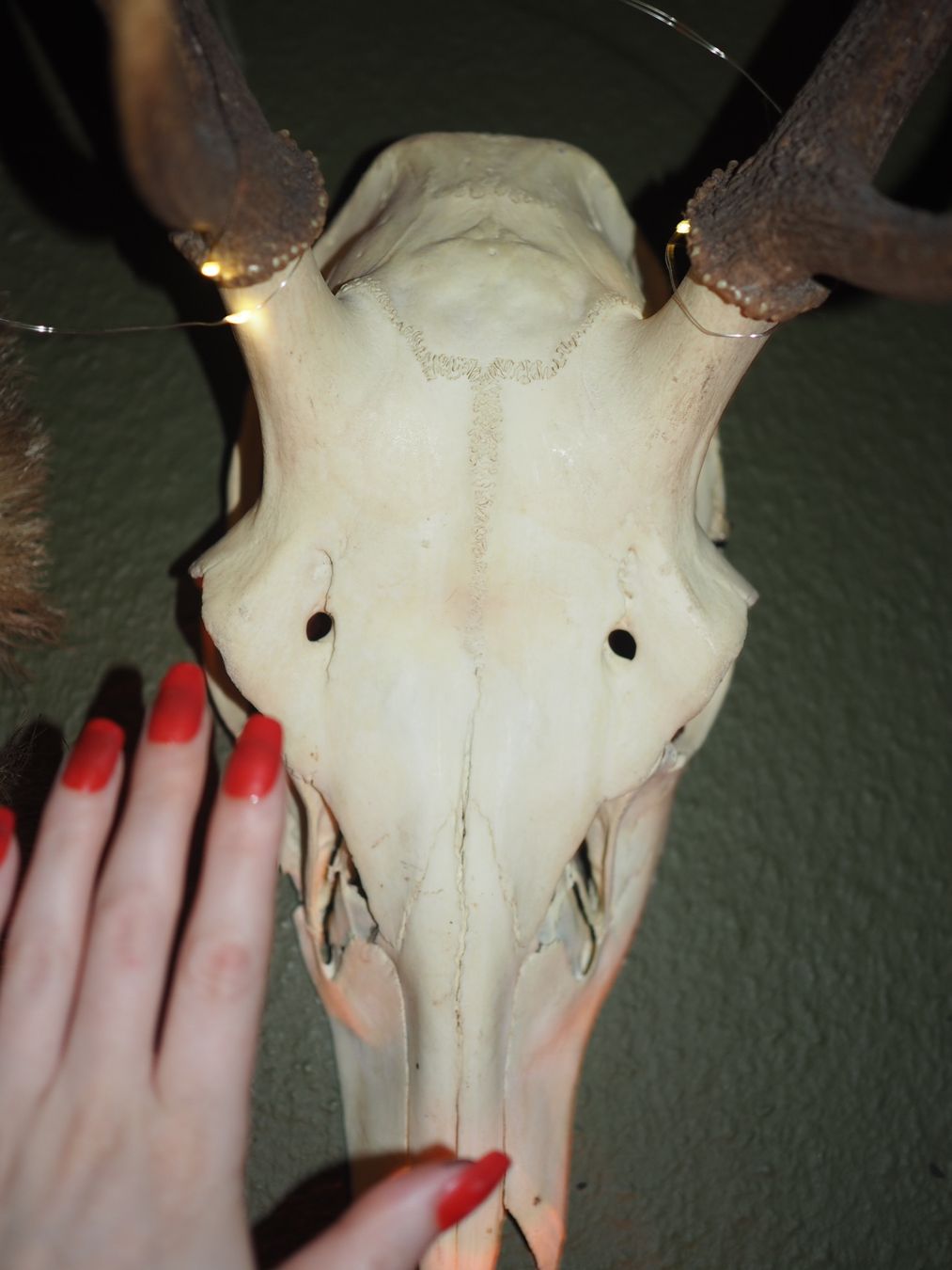 Monde des animaux: Hirschtrophäe – D'occasion à Luzern par MweziMystique 1