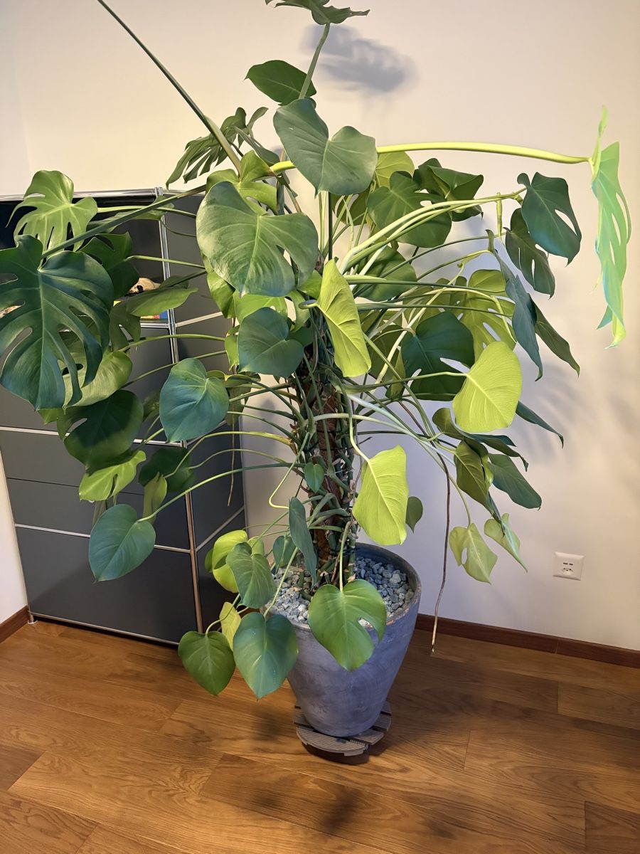 Pflanzen & Samen: Monstera XXL – Gebraucht aus Binningen von thge76 2