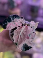 Alocasia Heart Ballon Pink Rizhon
