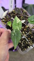 Alocasia Maharani albo variegata 