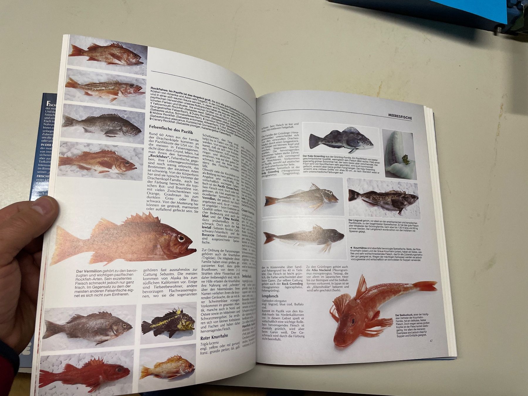 Libri: Tolles Fischbuch neuwertig – Nuovo e nell'imballaggio originale da Winterthur venduto da sportdisco2 7