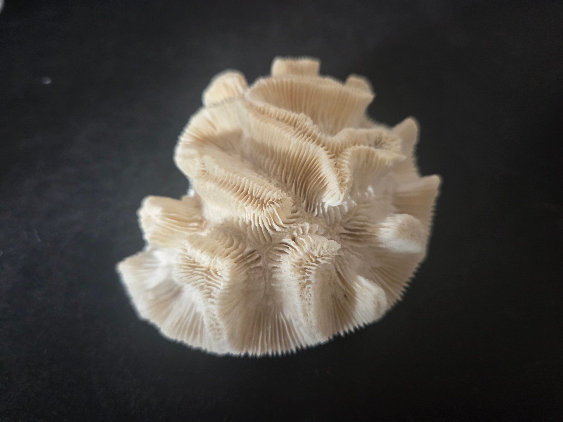 Fossilien: Corail naturel – Gebraucht aus Territet von Cenh 3