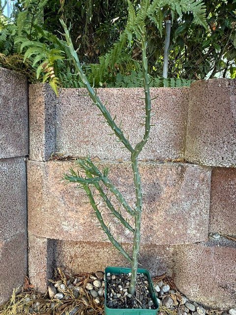 Pflanzen & Samen: Cylindropuntia Denver weiss / Winterhart – Gebraucht aus Therwil von Tigersunne 1