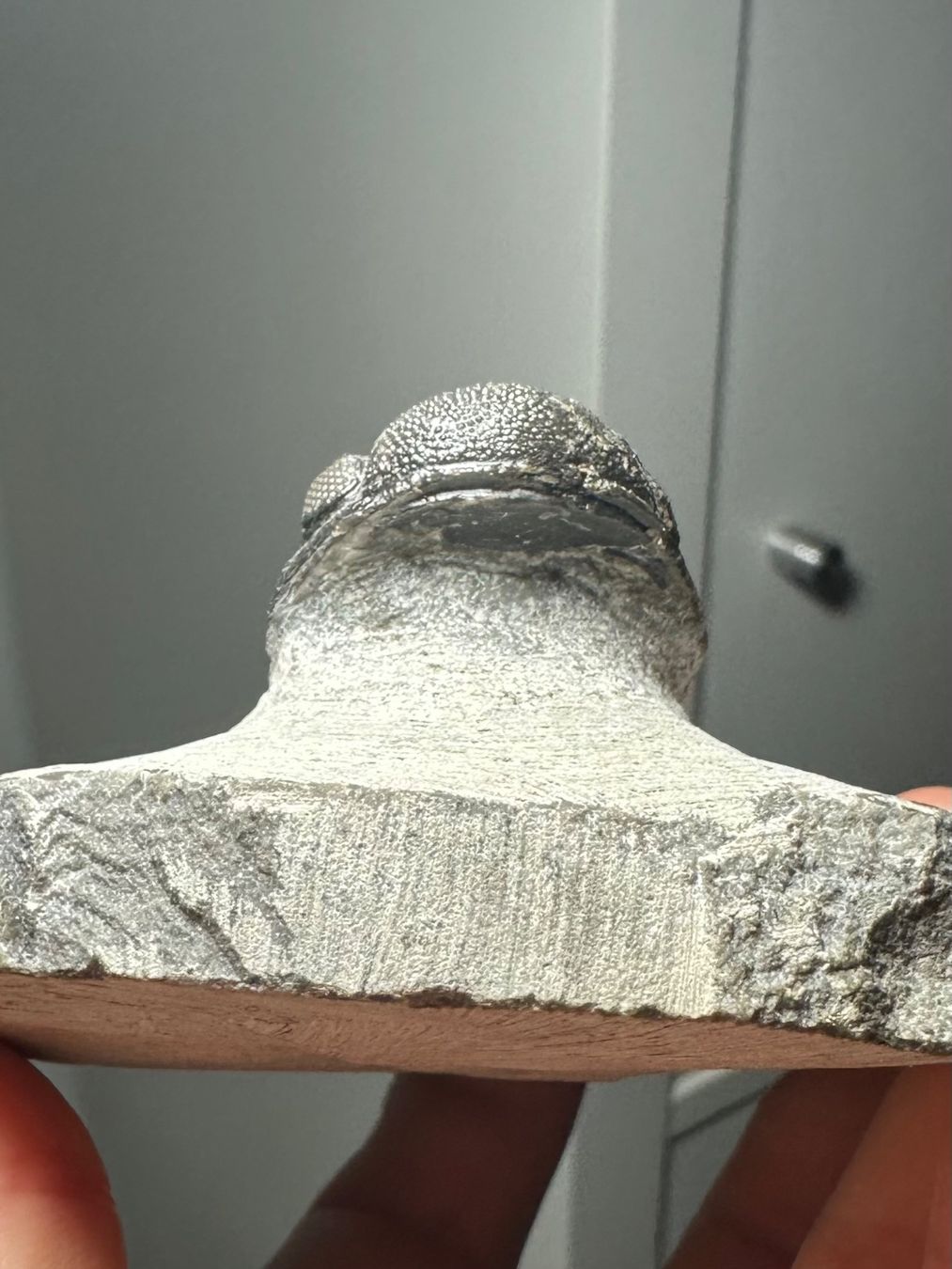 Fossili: Fossiler Trilobit - Phacops sp. – Usato da Lutzenberg venduto da CS65 5